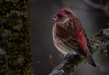 "The Lookout" by Keith Manser, one of the six emerging photographers who participated in SPARK Photo Festival's 2023 Emerging Artists Exhibit Program. The program returns in 2024, with Alexis Belliveau, Will Pearson, Kathy Romard, Sarah Van Ryn, and Margaret Wood selected as participants. (Photo: Keith Manser, courtesy of SPARK Photo Festival)