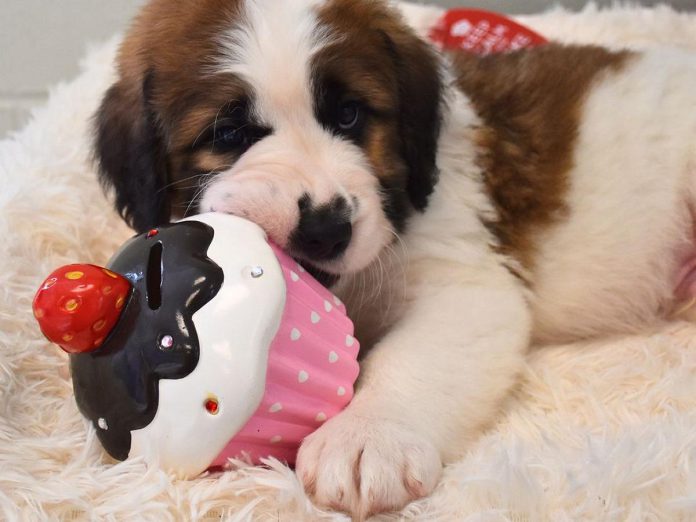 Taking place on February 26, 2024, Cupcake Day is a national fundraiser for animals in need. Along with fundraising efforts organized by the Ontario SPCA and Humane Society, local businesses, organizations, and individuals are hosting their own bake sales in support of local animal shelters and rescues. (Photo: Ontario SPCA and Humane Society)