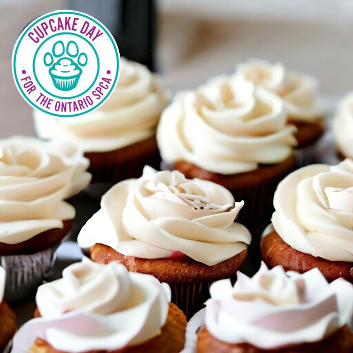 All three of The Chocolate Rabbit's locations in Lakefield, Peterborough, and Bancroft will be selling chocolate and vanilla cupcakes topped with a buttercream frosting on February 26, 2024, with all proceeds going to the Ontario SPCA and Humane Society. The cupcakes are available through pre-order or drop-in while supplies last. (Photo: The Chocolate Rabbit)