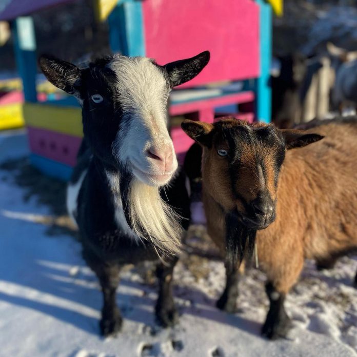 Port Hope's Haute Goat Farm is offering Family Day mini goat schmurgles and an alpaca meet n' greet on February 19, 2024. (Photo: Haute Goat Farm)