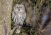 Participate in the Great Backyard Bird Count from February 16 to 19, 2024 and help researchers track changes in bird populations over time. The barred owl's hooting "Who cooks for you?" call is a classic sound of old forests and treed swamps. (Photo: Matt Boley / Macaulay Library, Cornell Lab of Ornithology)