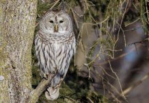 Participate in the Great Backyard Bird Count from February 16 to 19, 2024 and help researchers track changes in bird populations over time. The barred owl's hooting "Who cooks for you?" call is a classic sound of old forests and treed swamps. (Photo: Matt Boley / Macaulay Library, Cornell Lab of Ornithology)