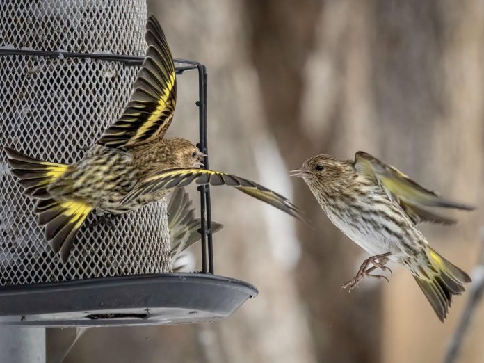 A North American bird in the finch family, the pine siskin is a migratory bird with an extremely sporadic winter range related to food availability. (Photo: Julie Blondeau / Macaulay Library, Cornell Lab of Ornithology)