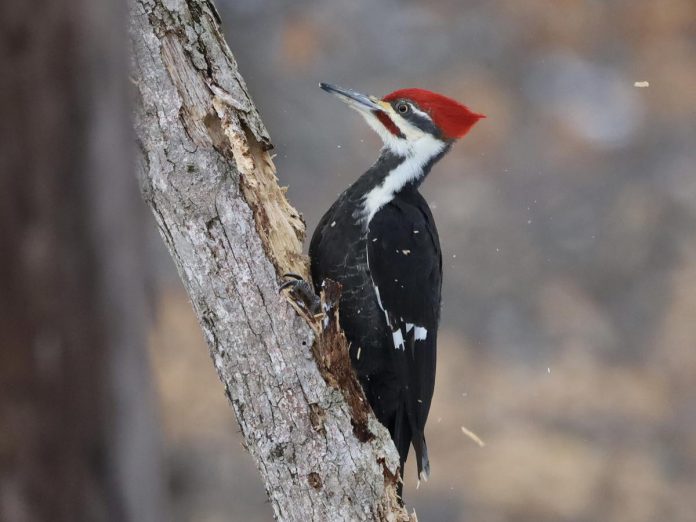 One of the biggest birds in North America, the pileated woodpecker uses its bill to dig into dead trees and fallen logs in search of their main prey, carpenter ants, leaving unique rectangular holes in the wood. The nest holes these birds make offer crucial shelter to many species including swifts, owls, ducks, bats, and pine martens. (Photo: Steve Luke / Macaulay Library, Cornell Lab of Ornithology)