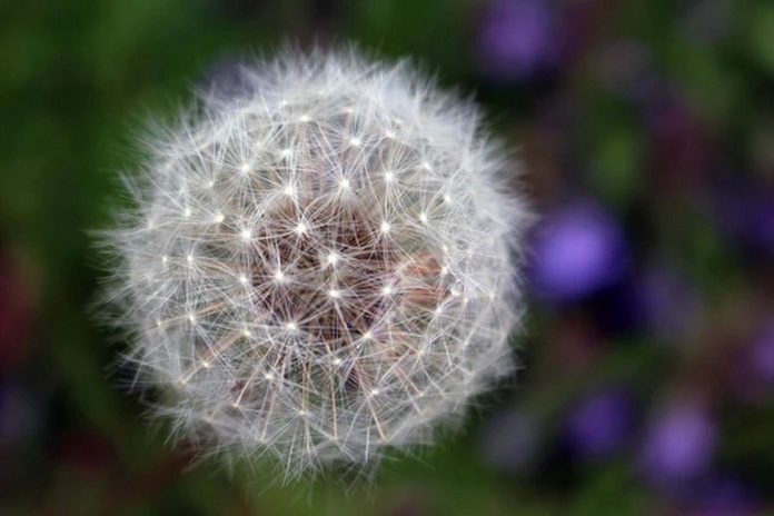 Like milkweed, the dandelion relies on the wind to spread their seeds. (Photo: Karen Halley)