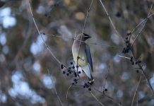 Seed dispersal mechanisms are important for biodiversity conservation and maintaining healthy ecosystems, as they allow new plants to grow away from their parents in areas with less competition. A cedar waxwing prepares to eat the berries of a European buckthorn, a non-native and invasive species whose seeds are primarily spread through birds consuming the berries as a food source. Humans can also be responsible for spreading the seeds of invasive plants. (Photo: Jessica Todd / GreenUP)