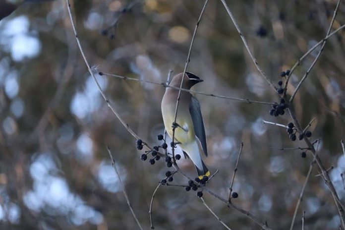 Seed dispersal mechanisms are important for biodiversity conservation and maintaining healthy ecosystems, as they allow new plants to grow away from their parents in areas with less competition. A cedar waxwing prepares to eat the berries of a European buckthorn, a non-native and invasive species whose seeds are primarily spread through birds consuming the berries as a food source. Humans can also be responsible for spreading the seeds of invasive plants. (Photo: Jessica Todd / GreenUP)