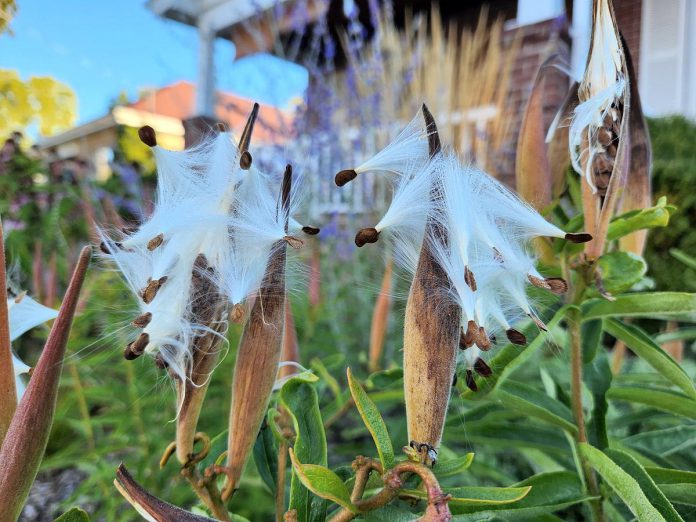 Seeds from the butterfly milkweed ready to be taken airborne by the wind, the most common way for seeds to disperse. Seeds can also be dispersed by gravity, ballistics, water, and animals including people. (Photo: Hayley Goodchild / GreenUP)