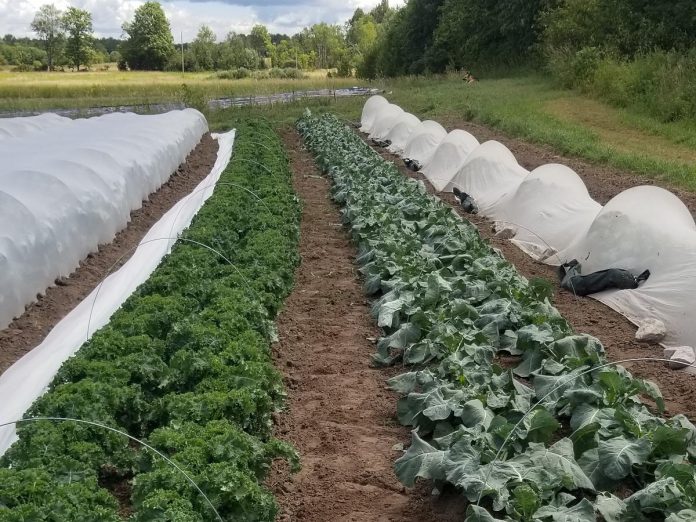 Rows of broccoli and kale are seen within a permanent bed structure at Carrot Top Organics in Asphodel-Norwood Township, one of the participants in Green Economy Peterborough's Net Zero Farms pilot project. Permanent beds are used as a low-till alternative to a plough and harrow process, to reduce annual soil disturbance. (Photo courtesy of Carrot Top Organics)