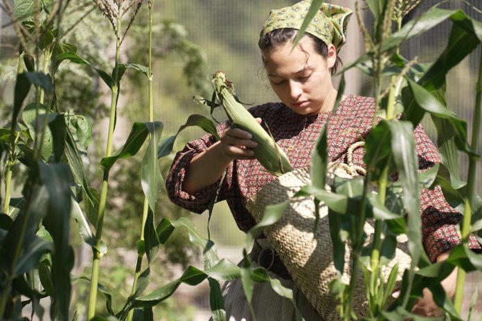 As well as sharing recipes from Catharine Parr Traill in her videos, Holly Benison also provides historical background. For example, in her video about green corn patties, she explains how settlers learned about the Indigenous agricultural practice of "The Three Sisters" (corn, squash, and beans), where the crops planted side by side help each other during growth, resulting in better yields at harvest. (Screenshot courtesy of Holly Benison)