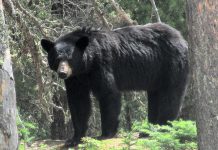 When black bears emerge from winter hibernation there is little natural food available, so they will search for other food sources including garbage and bird feed. (Photo: Ontario Ministry of Natural Resources and Forestry)