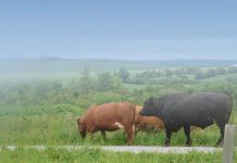 With a 12 per cent decline in land actively farmed in Ontario over the past 15 years, Peterborough-based non-profit organization Farms at Work has launched a free online resource designed to improve access to agricultural land by helping farmers and landowners across the province find each other. (Photo: Dave Cavanagh)