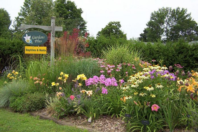 Located east of Peterborough in Donwood, Gardens Plus is a garden retailer about to open for its 27th season. Owner Dawn Golloher has created a haven of perennial plants with hundreds of species of hostas, cone flowers, daylilies, and more. The display gardens and greenhouses will be open beginning May 9, 2024 from Thursday to Sunday. (Photo courtesy of Gardens Plus)