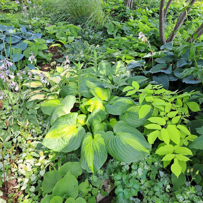 Known for their easy-care perennials, Gardens Plus is a plant haven that includes 150 species of hostas to create gardens that offer a variety of textures, shapes, and colours. (Photo courtesy of Gardens Plus)