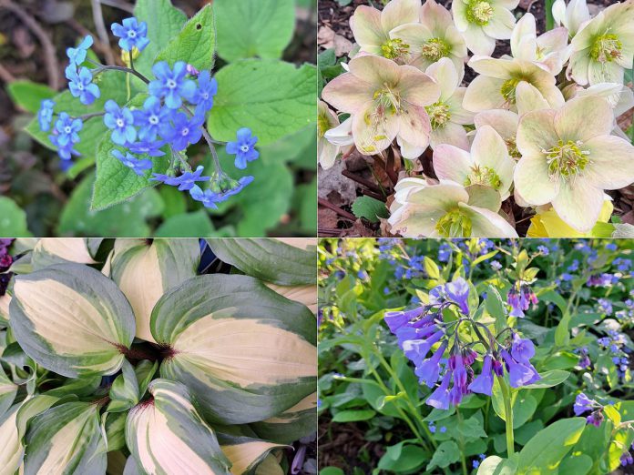 Popular shade or part-shade perennials include brunnera, hellebore (including the hardy Ivory Prince), hosta raspberry sundae, and Virginia bluebells. (Photos courtesy of Gardens Plus)