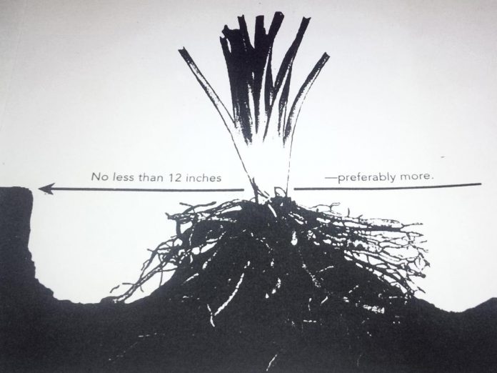 One of the most common mistakes gardeners make when it comes to their perennial gardens is not properly mixing the soil from the pot containing the plant into their garden soil. The plants will adjust to the new environment better if the gardener digs the potting soil away from the roots, then stick the crown onto a small hill in the ground, before covering it with a mixture of both the potting mix and new soil. (Graphic courtesy of Gardens Plus)