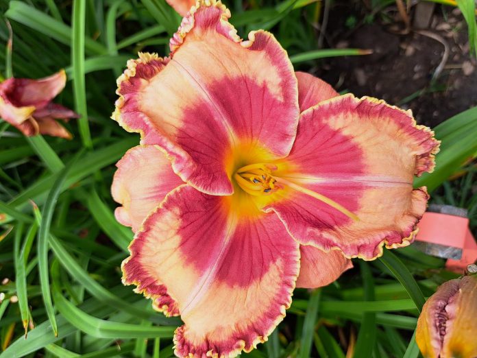 Daylilies are one of the specialty types of plants that you can find at Gardens Plus, with dozens of species on display and for sale, including the Lake Effect.  (Photo courtesy of Gardens Plus)   