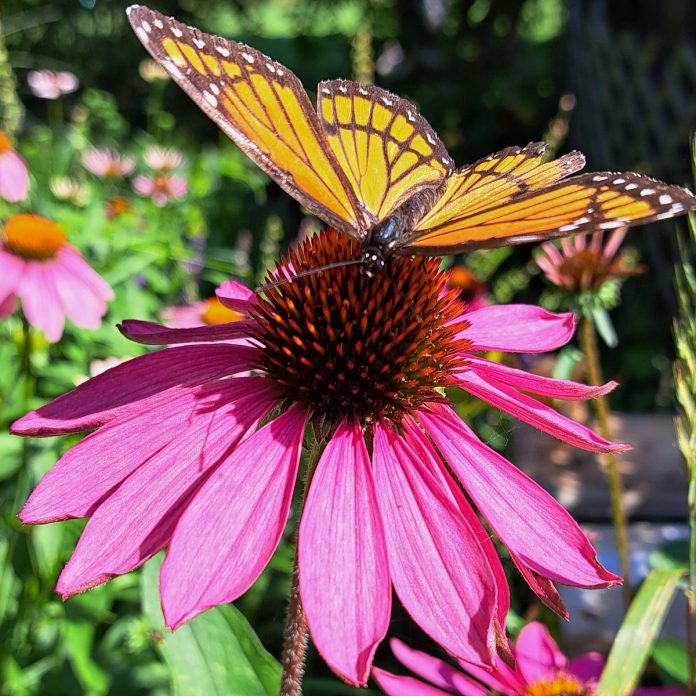 The Magnus Coneflower is a sun-loving perennial that will brighten up any garden and also attract pollinators. Since coneflowers like warm soil, Gardens Plus owner Dawn Golloher believes people are often not patient enough and pull out last year's plants from their gardens by mistake before giving them a chance to show new life. (Photo courtesy of Gardens Plus)