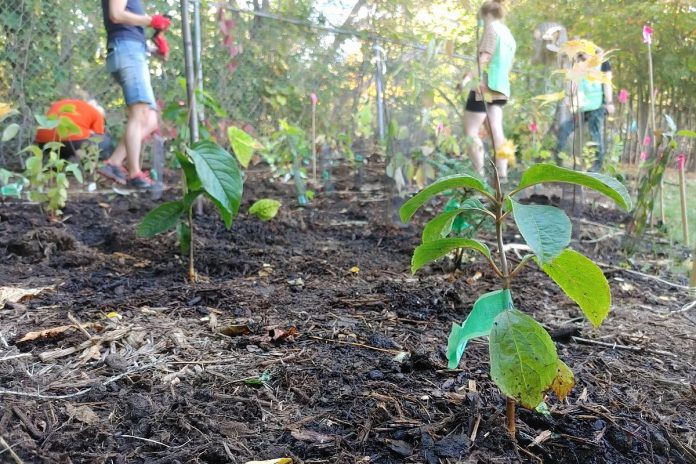 Tree saplings planted in Peterborough as part of a Little Forest project in 2023. (Photo: Lili Paradi / GreenUP)