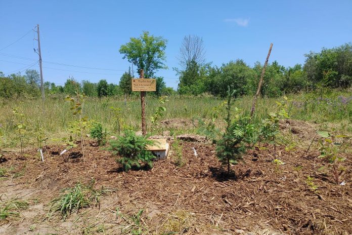 A little forest at Camp Kawartha. The sign reads "Miyawaki Forest - Thanks to the hard work of Rootwood and the generosity of the Jane Goodall Society." (Photo: Laura Keresztesi / GreenUP)