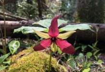 Kawartha Land Trust (KLT) is protecting five new properties comprising a total of 224 acres in Douro-Dummer Township, Selwyn Township, and in the City of Kawartha Lakes. Pictured is a red trillium at the largest of the properties, the 102-acre Roussel-Steffler Memorial Sanctuary in Douro-Dummer Township that features a variety of vital habitats including a portion of a Provincially Significant Wetland. (Photo courtesy of KLT)