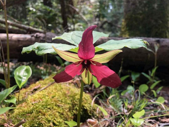 Kawartha Land Trust (KLT) is protecting five new properties comprising a total of 224 acres in Douro-Dummer Township, Selwyn Township, and in the City of Kawartha Lakes. Pictured is a red trillium at the largest of the properties, the 102-acre Roussel-Steffler Memorial Sanctuary in Douro-Dummer Township that features a variety of vital habitats including a portion of a Provincially Significant Wetland. (Photo courtesy of KLT)