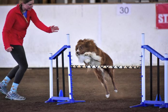 Brighton resident and dog trainer Kyla McNeill and her four-year-old border collie Lennan are currently in training to head to Brittany, France, next month to compete at the IFCS World Agility Championships. The duo are on the ACC National Agility Team competing in agility courses in the 24"/60 cm maxi division between May 1 through May 5, 2024. (Photo courtesy of Kyla McNeill)