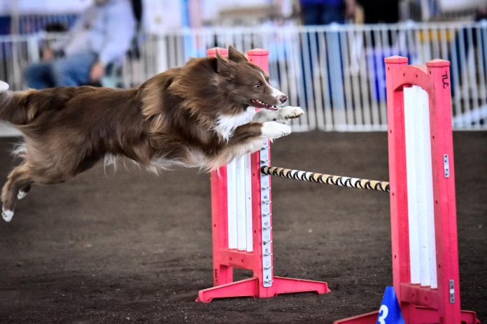 Lennan is a four-year-old border collie who loves to snuggle, eat ice cream, and perform at agility. He will be competing at the IFCS World Agility Championship in Brittany, France in May 2024 alongside dog trainer Kyla McNeill. (Photo courtesy of Kyla McNeill