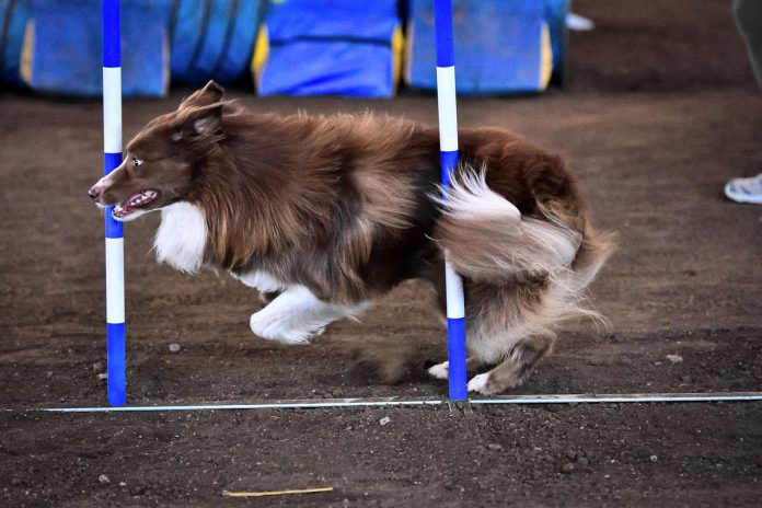 Lennan used to face difficulty slowing down enough to complete obstacles accurately on agility courses, included the weave poles. Trainer Kyla McNeill has even used his favourite treats, mini ice cream cones, to motivate him to feel comfortable on the teeter.(Photo courtesy of Kyla McNeill)