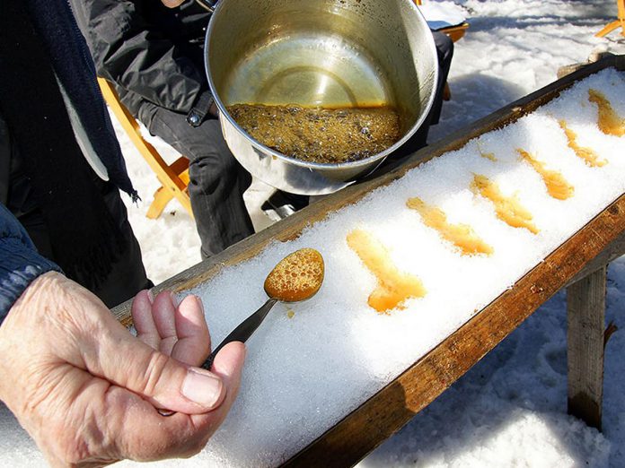 The production of maple syrup can be traced back to Indigenous peoples, who were the first to harvest the sap of maple trees to create a syrup for medicinal purposes and to preserve meat and who shared the process with European settlers. Maple taffy tasting is one of the many fun activities taking place at Sandy Flat Sugar Bush during the annual Warkworth Maple Syrup Festival on March 9 and 10, 2024. (Photo: Warkworth Maple Syrup Festival)