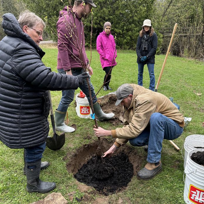 Peterborough Field Naturalist board president Sue Paradisis steadies the trunk of the commemorative tulip tree planted in Jackson Park to mark Peterborough's first participation in the City Nature Challenge in 2023. (Photo: Kim Zippel)