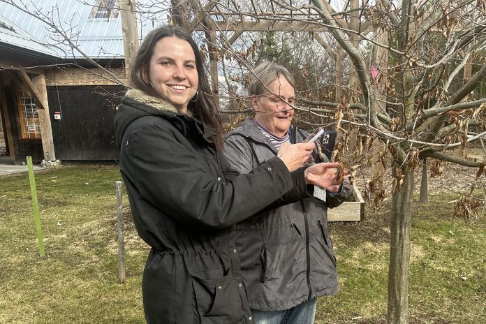 kawarthaNOW writer Megan Gallant and Peterborough Field Naturalist board president Sue Paradisis using the iNaturalist app at Ecology Park on March 15, 2024. Peterborough's City Nature Challenge launches on April 26 and 27, 2024 with a community bio-blitz at Ecology Park and neighbouring areas including Beavermead Park and Farmcrest Park. Volunteers form the Peterborough Field Naturalists will be on-site both days to share knowledge and help with species identification. (Photo: Kim Zippel)