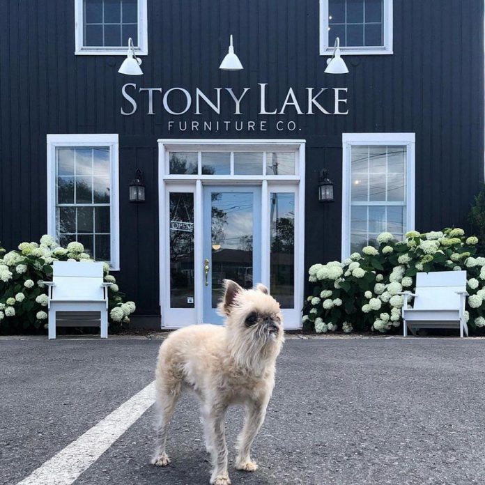 Owen The Griff, the late shop dog of Stony Lake Furniture Co. in Lakefield, was famous on Instagram, where he used his influence in part to support the Peterborough Humane Society. Now he is being honoured with Owen's 'Ruff'le, a raffle where one lucky winner will walk away with two new Lollygagger lounge chairs donated by Loll Designs and Stony Lake Furniture Co. (Photo: Stony Lake Furniture Co.)