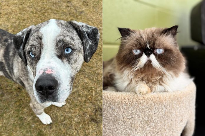  Iceberg and Broccoli are just two of the thousands of dogs and cats that benefit from the Peterborough Humane Society's animal care centre. Funds raised from the Peterborough Humane Society's 50/50 lottery and Owen's 'Ruff'le will support the work of the Peterborough Humane Society and the ever-increasing demand for its services. (Photos courtesy of the Peterborough Humane Society)