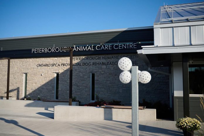 As the Peterborough Humane Society prepares for an increase in cat and kitten surrenders during the spring, the 50/50 lottery will support all the services of the Peterborough Animal Care Centre, including adoption, the spay-and-neuter clinic, micro-chipping, and more. (Photo courtesy of the Peterborough Humane Society)