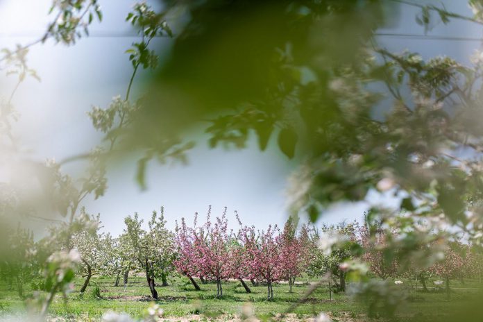 The second annual self-guided Apple Blossom Tour during May will take guests around Haliburton County to explore blooming apple trees on private and municipal properties. New this year, the tour will include stops at local businesses who are serving up specialty apple products including martinis, fritters, preserves, and more. (Photo: Caitlin Dunlop Photography)