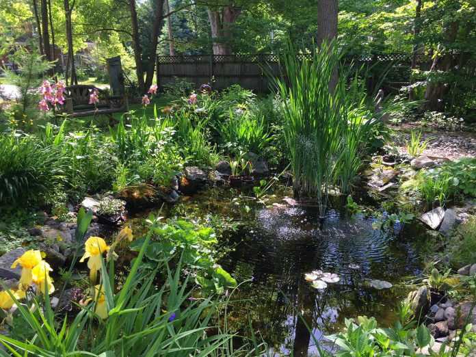 The garden at 5 Prince Street in Millbrook will be one of many available to visit during the Blocks and Blooms event that celebrates Millbrook's history, gardens, and quilts on June 15, 2024. (Photo courtesy of Millbrook Cavan Historical Society)