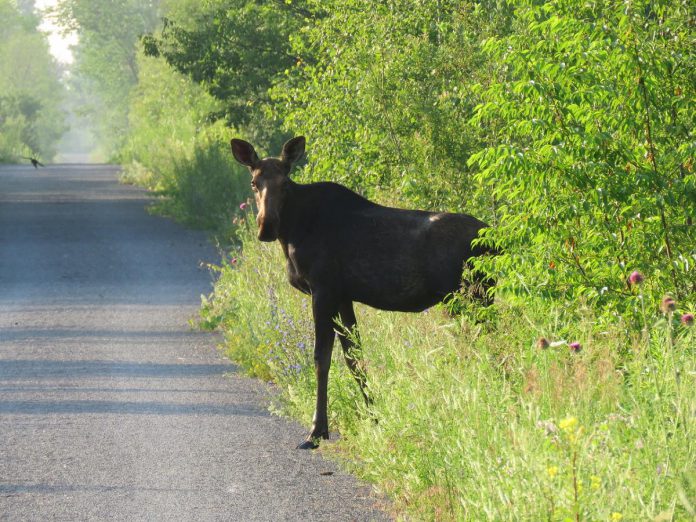 Clean Up Peterborough founder organizer Steve Paul has found that his moose sighting along the Lang-Hastings Trail has served as an entryway to begin conversations around nature, environmental issues, and mental health with the many people he meets while walking the trail daily and while leading walks for the Peterborough Field Naturalists. Clean Up Peterborough will hold its first clean-up event along Technology Drive and Lang-Hastings Trail on April 15, 2024 followed by an Earth Day clean-up on the east shore of Little Lake. (Photo courtesy of Steve Paul)