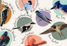 Nature Canada recently certified the City of Kawartha Lakes as a Bird Friendly City. The municipality is currently running an online contest to choose the 2024 Bird of the Year featuring 11 bird species during the first round of voting. (Graphic: Bird Friendly Kawartha Lakes)