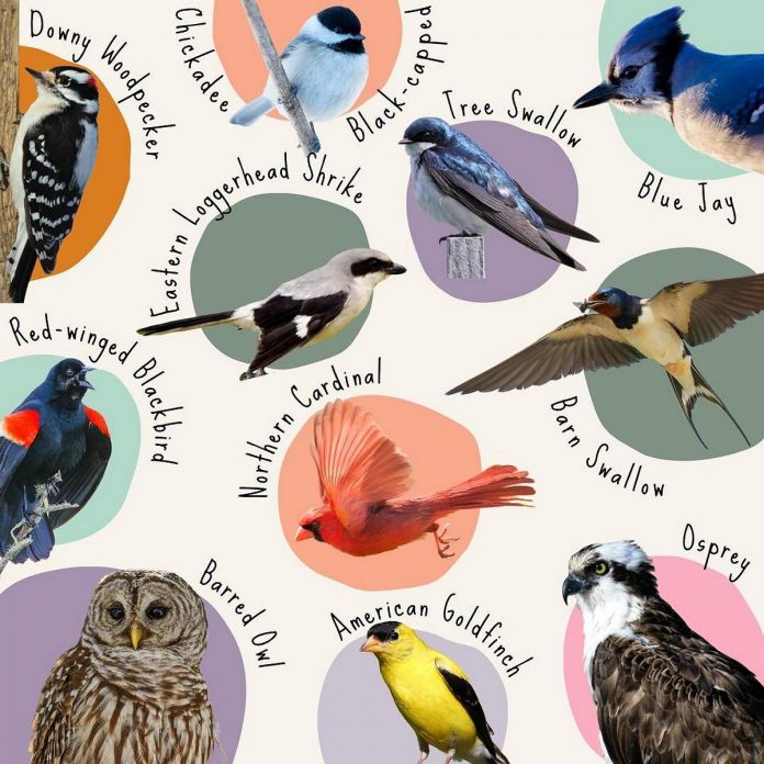 Nature Canada recently certified the City of Kawartha Lakes as a Bird Friendly City. The municipality is currently running an online contest to choose the 2024 Bird of the Year featuring 11 bird species during the first round of voting. (Graphic: Bird Friendly Kawartha Lakes)