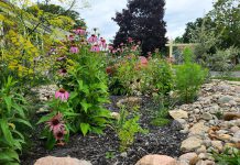 Delivered in collaboration with GreenUP, the City of Peterborough's Rain Garden Subsidy Program subsidizes the cost of installing a rain garden to a maximum of $1,000 per applicant. Purple coneflower (echinacea purpurea) is an herbaceous perennial that is a popular choice for rain gardens. (Photo: GreenUP)