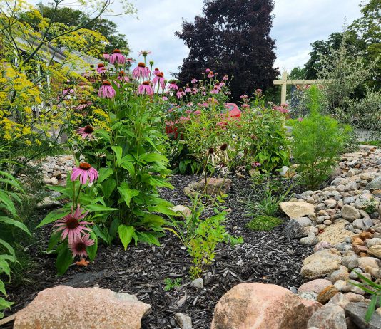 Delivered in collaboration with GreenUP, the City of Peterborough's Rain Garden Subsidy Program subsidizes the cost of installing a rain garden to a maximum of $1,000 per applicant. Purple coneflower (echinacea purpurea) is an herbaceous perennial that is a popular choice for rain gardens. (Photo: GreenUP)