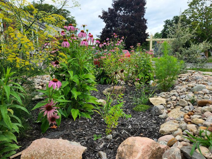 Delivered in collaboration with GreenUP, the City of Peterborough's Rain Garden Subsidy Program subsidizes the cost of installing a rain garden to a maximum of $1,000 per applicant. Purple coneflower (echinacea purpurea) is an herbaceous perennial that is a popular choice for rain gardens. (Photo: GreenUP)