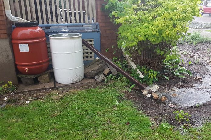 At this Peterborough home, rainwater is collected in rain barrels with the excess water that cannot be stored diverted into a rain garden. (Photo: GreenUP)