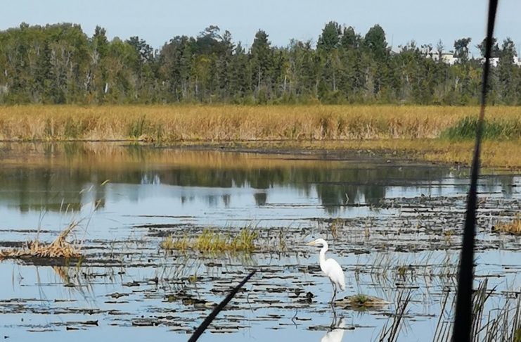 For World Migratory Bird Day on May 11, 2024, Kawartha Conservation invites nature enthusiasts to take part in bird-related activities at Ken Reid Conservation Area near Lindsay. During the "Wonders of Wetlands" guided hike, knowledgeable guides will share insights into wetland ecology, highlighting the importance of these dynamic ecosystems in filtering water, mitigating floods, and providing essential habitat for wildlife including migratory birds like the great egret, also known as a great white heron. (Photo courtesy Kawartha Conservation)