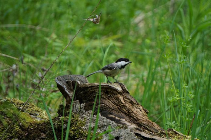 One of the activities Kawartha Conservation is hosting on World Migratory Bird Day (May 11, 2024) is "Birding Essentials: Learn How to Do a 'Point Count'", where a knowledgeable guide will share essential skills of conducting point counts for monitoring bird populations like this black-capped chickadee. (Photo courtesy Kawartha Conservation)