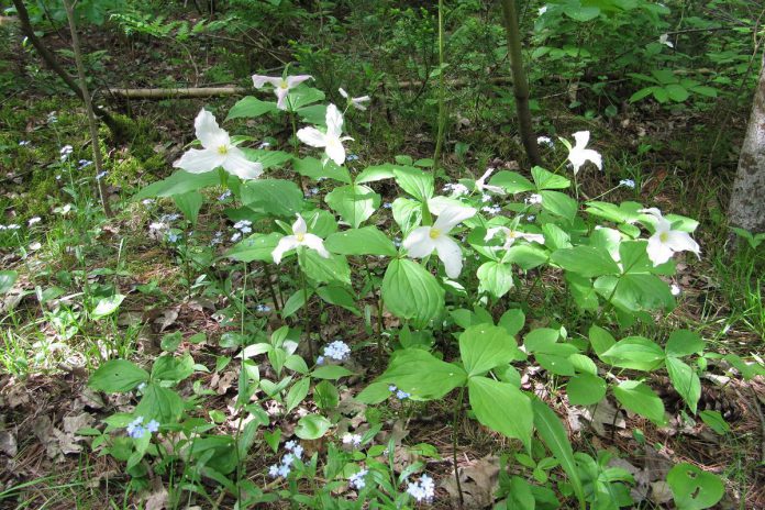 One of the activities Kawartha Conservation is hosting on World Migratory Bird Day (May 11, 2024) is "Blooms & Beauty: Spring Ephemeral Identification Hike", where experienced guides will offer participants an opportunity to discover the beauty and significance of spring ephemeral wildflowers, like the white trillium, Ontario's official flower. (Photo courtesy Kawartha Conservation)
