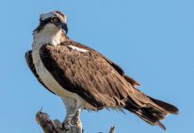 The osprey, a fish-eating hawk, is one of 11 birds vying to become Kawartha Lakes' Bird of the Year in an online contest launched by Bird Friendly Kawartha Lakes, as the municipality moves closer to becoming certified as a Bird Friendly City by Nature Canada. An initial round of voting will narrow the list to five birds on May 11, 2024, with a second round of voting resulting in the selection of Bird of the Year on June 30. (Photo: Bird Friendly Kawartha Lakes)