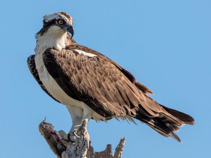 The osprey, a fish-eating hawk, is one of 11 birds vying to become Kawartha Lakes' Bird of the Year in an online contest launched by Bird Friendly Kawartha Lakes, as the municipality moves closer to becoming certified as a Bird Friendly City by Nature Canada. An initial round of voting will narrow the list to five birds on May 11, 2024, with a second round of voting resulting in the selection of Bird of the Year on June 30. (Photo: Bird Friendly Kawartha Lakes)