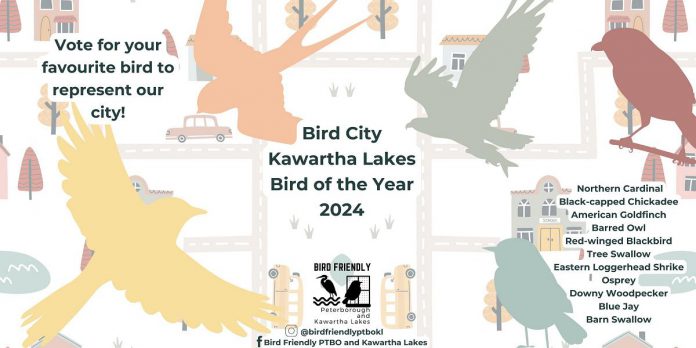 There will be two rounds of voting during Kawartha Lakes Bird of the Year contest. The first round, where people vote for their favourite bird from a list of 11, will close on May 11, 2024. The top five birds will move on to the second round of voting, which will close on June 28, with the official Bird of the Year revealed on June 30. (Graphic: Bird Friendly Kawartha Lakes)